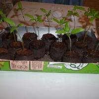 Особенности технологии метода терехиных по выращиванию томатов