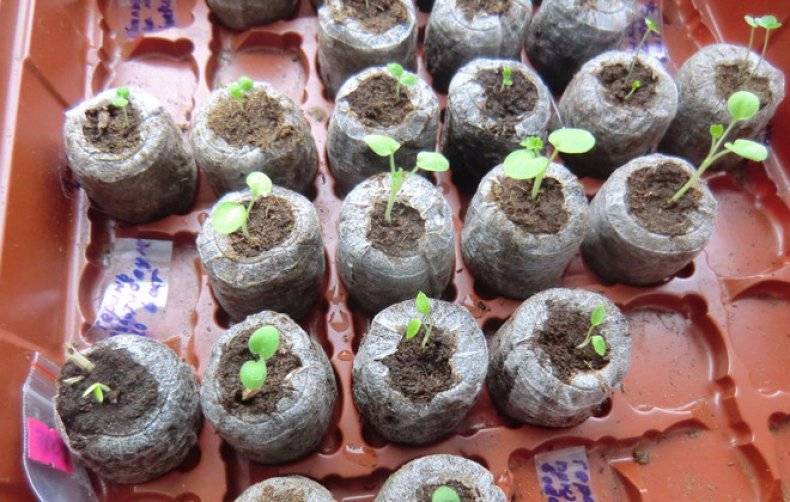 Как вырастить пеларгонию (герань) из семян в домашних условиях: посадка и уход в открытом грунте