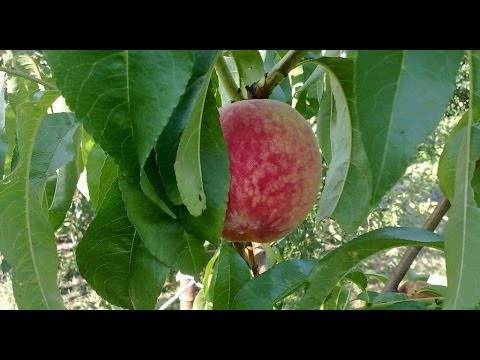 Как определить курчавость листьев персика. профилактика и борьба с болезнью