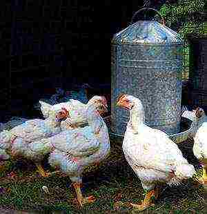 Цыплята бройлеры выращивание, уход и кормление