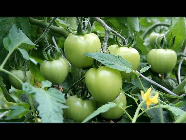 Калийные удобрения для томатов: календарь подкормок, какие лучше использовать