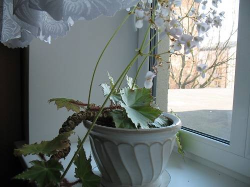 Бегония воротничковая — декоративно-цветущее растение из мексики