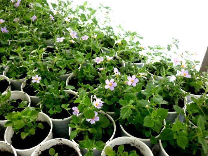 Сутера или бакопа: уход и выращивание, нюансы содержания для эффектного цветения и роскошного вида растения