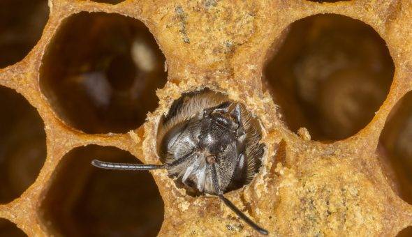 Причины роения пчел и способы предупреждения (видео)