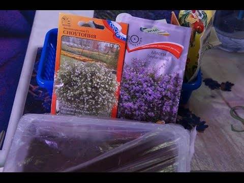 Бакопа: выращивание из семян, посадка и уход в домашних условиях