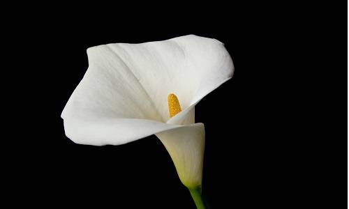 Цветок калла (зантедеския)