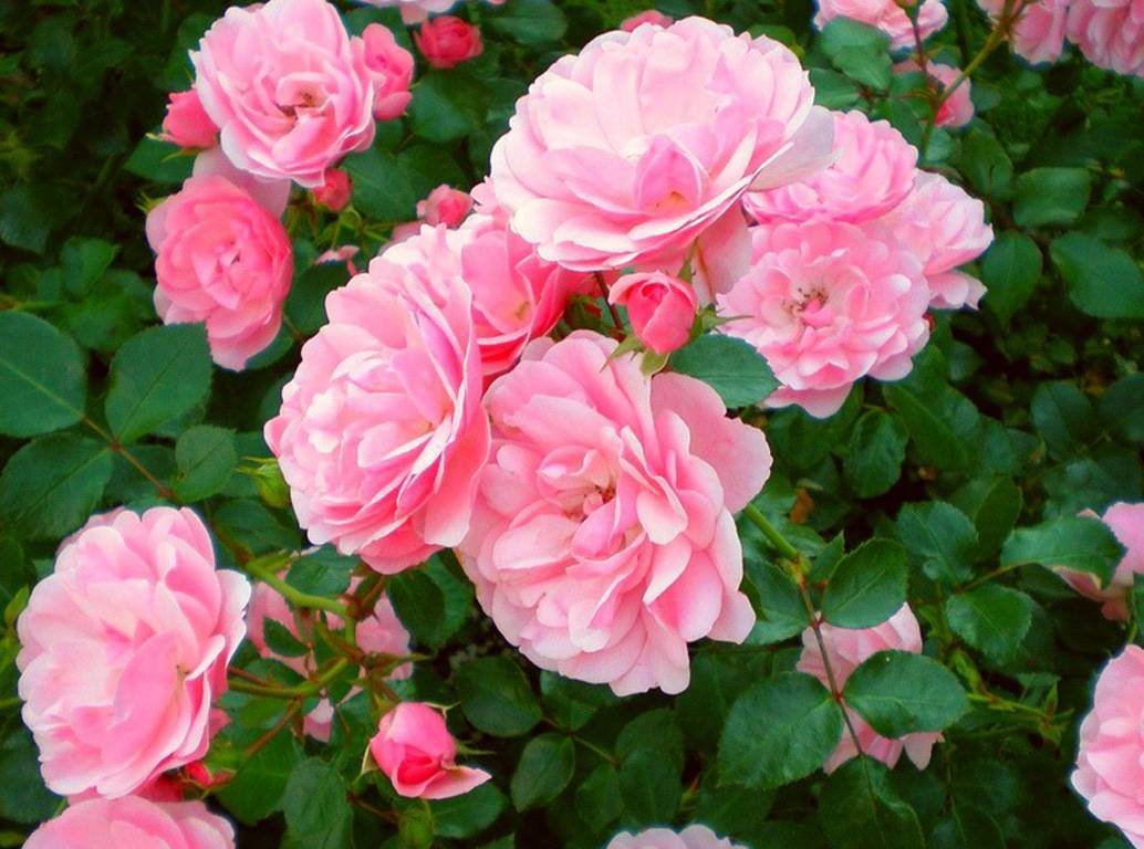 Роза чайная – ароматная красавица в саду и в доме