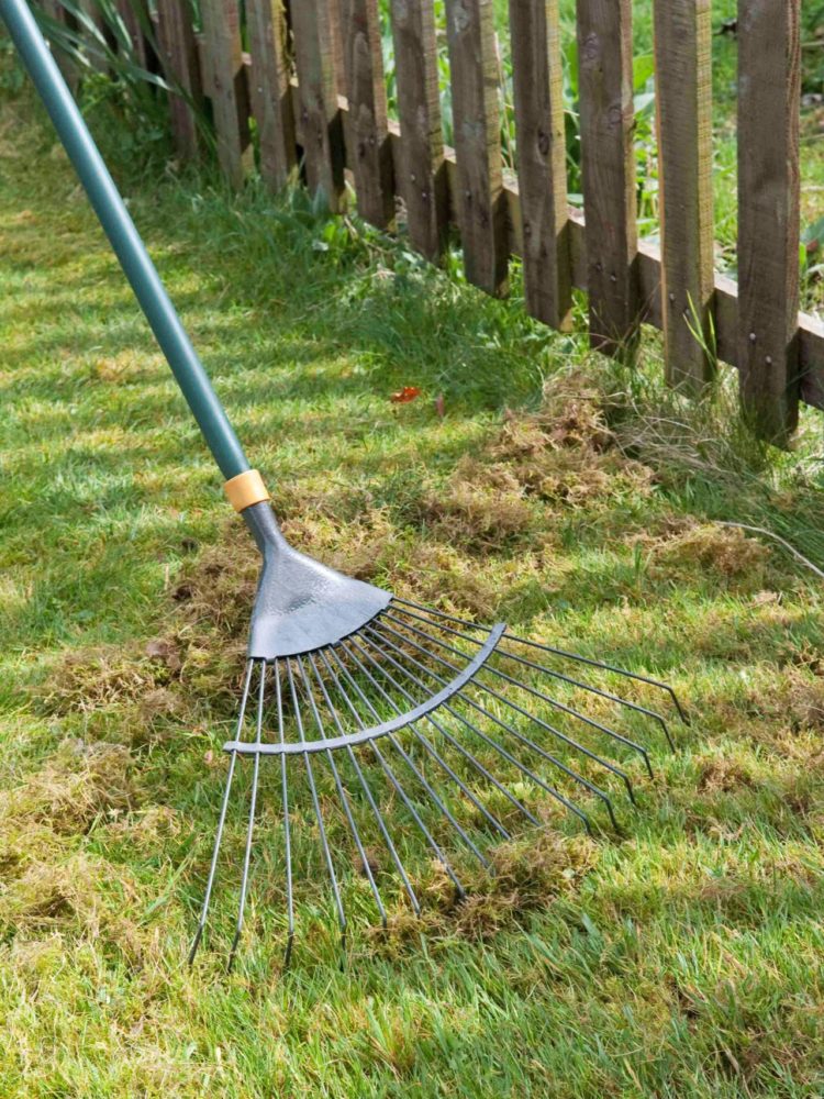 Газон в саду — умелый инструмент для новичков и профессионалов