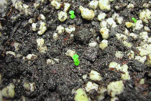 Выращивание глоксинии из семян в домашних условиях