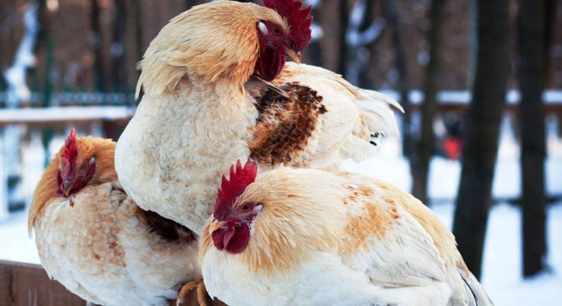 Чем кормить кур чтобы не клевали яйца