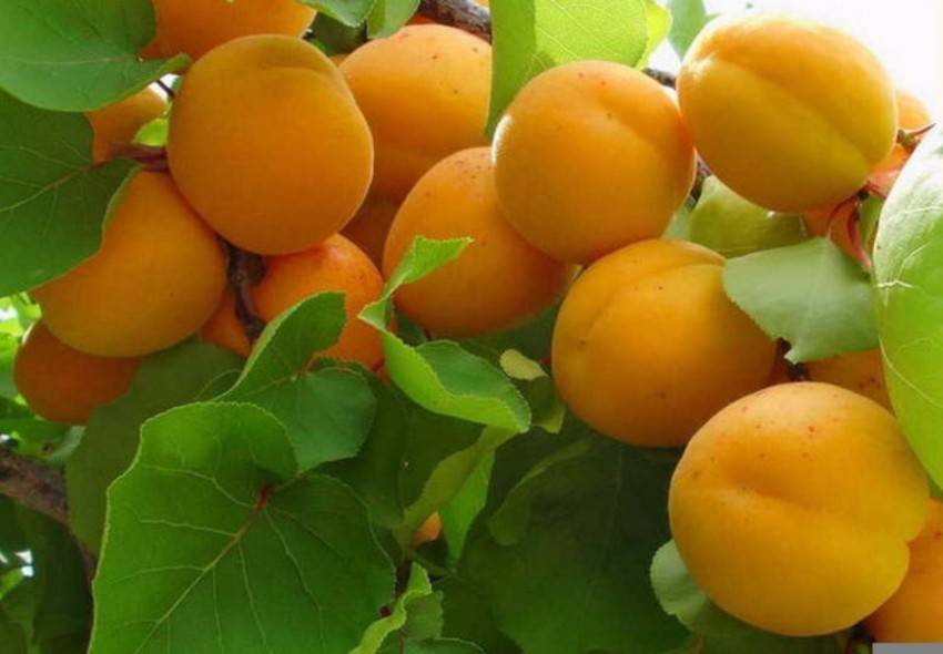 Прививка абрикоса — надёжный способ получения сортового дерева