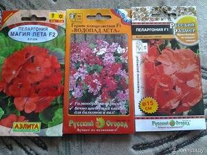 Посадка пеларгонии семенами – когда сеять и как выращивать растение?