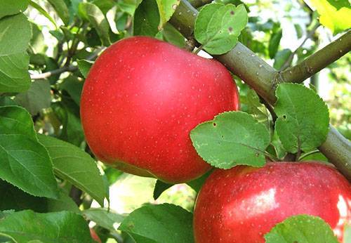 Сладкое счастье: подборка ранних сортов яблонь для разных регионов россии