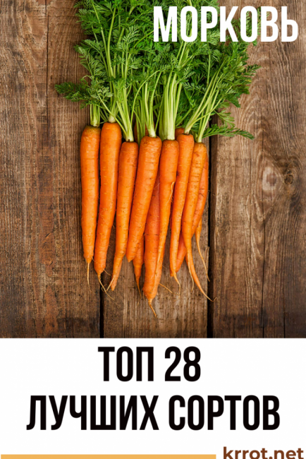 Семена моркови лучшие сорта для открытого грунта
