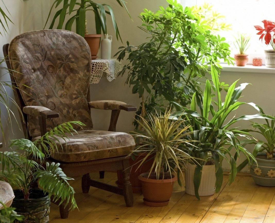 Теневыносливые и тенелюбивые комнатные растения для украшения вашего дома