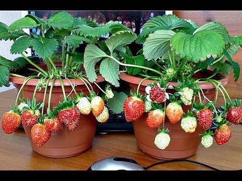Клубника дома на подоконнике круглый год: как посадить и вырастить урожай домашних ягод