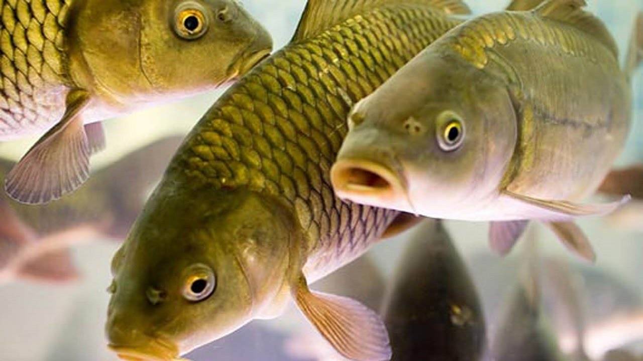 Создание искусственного водоема для разведения рыбы