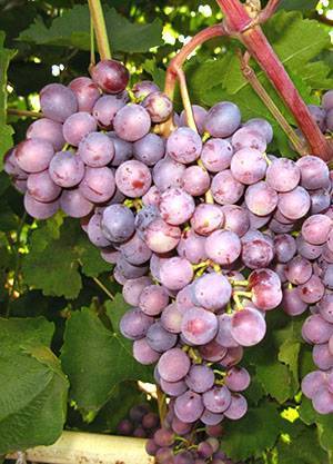 Новые и старые сорта винограда (часть 3)