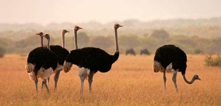 Особенности яйценоскости страусов