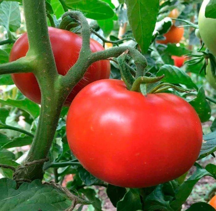 Чем подкармливать помидоры в теплице, чтобы был хороший урожай