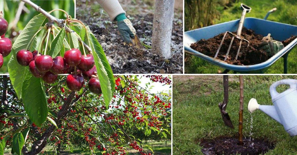 Подкормка яблонь весной, летом и осенью: какие удобрения применять