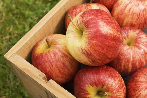 Яблоко полезные свойства и витаминный состав
