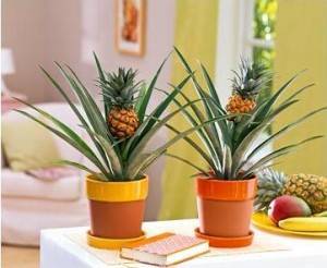 Как в домашних условиях посадить и вырастить ананас из зеленой верхушки?