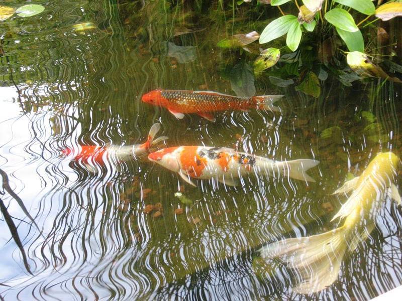 Секреты разведения рыб в искусственных водоемах