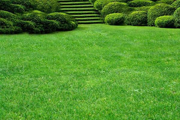 Как сажать газонную траву: инструкции и советы