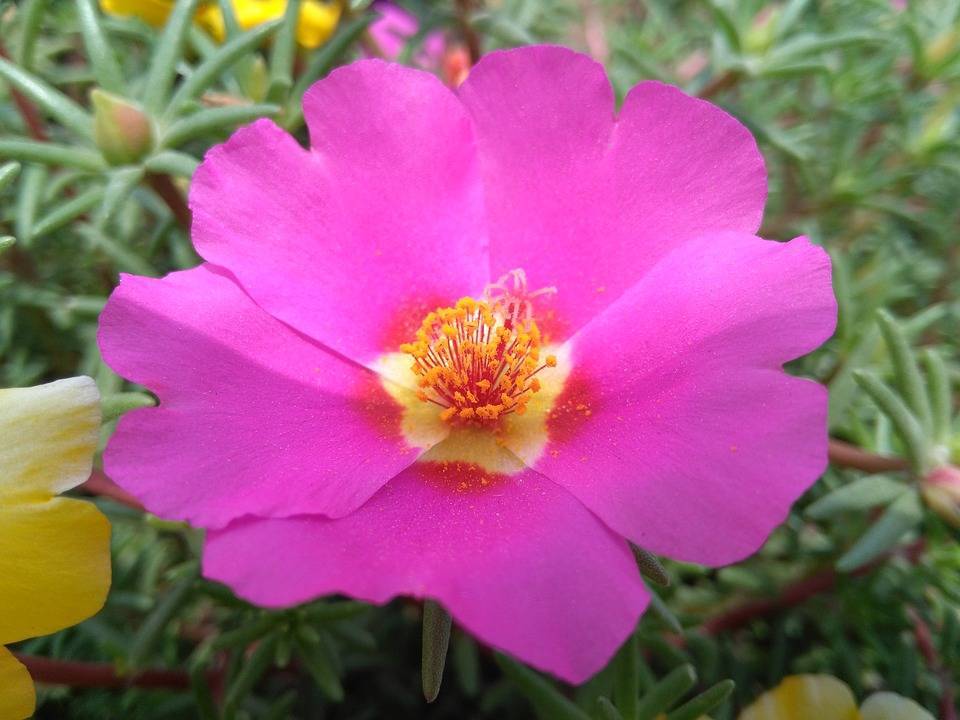 Портулак крупноцветковый – цветок без хлопот