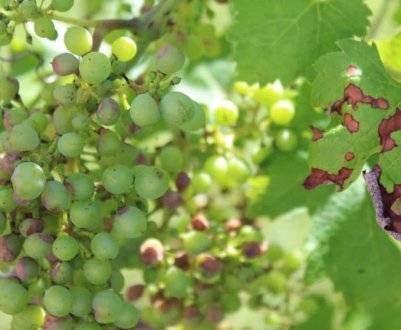 Какие фунгициды можно использовать для обработки винограда
