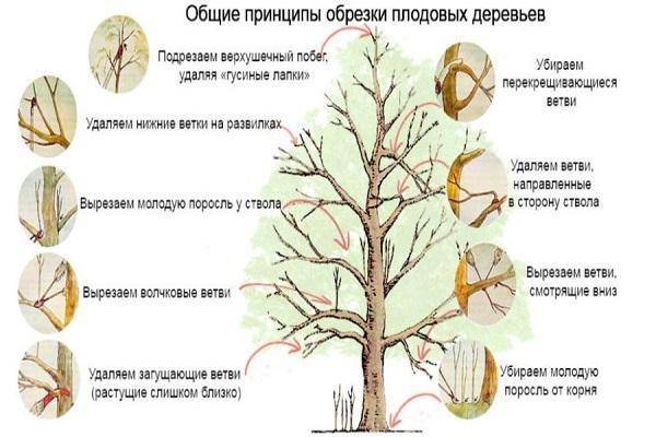 Обрезка деревьев когда лучше осенью или весной