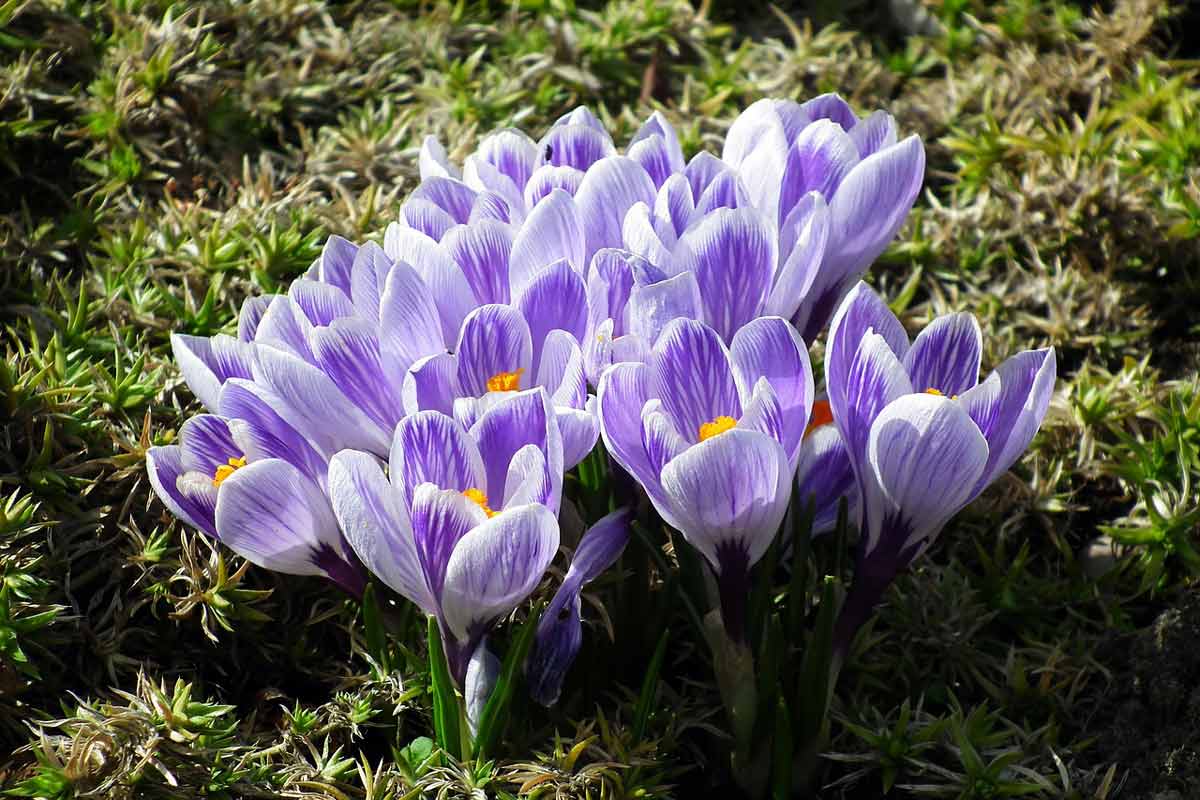 Цветы крокусы фото: посадка осенью сроки посадки весной, уход и выгонка шафрана, размножение первоцветов в открытом грунте