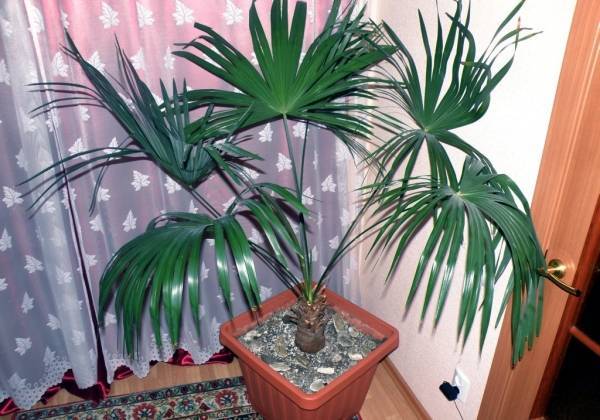 Комнатные растения пальмы: названия домашних пальм и их фото