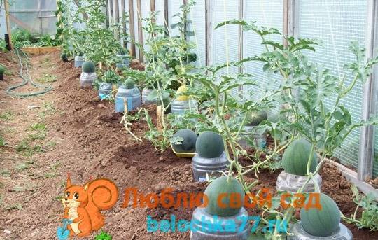Как выращивать арбузы в теплице из поликарбоната: агротехника