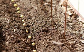 Особенности выращивания тюльпанового дерева из семян