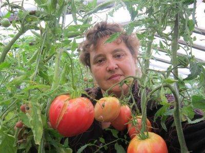 Как пасынковать помидоры в теплице: 3 задачи и мастер-класс пошагово