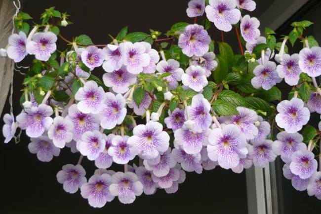 Ахименес — уход и выращивание цветка в домашних условиях ?