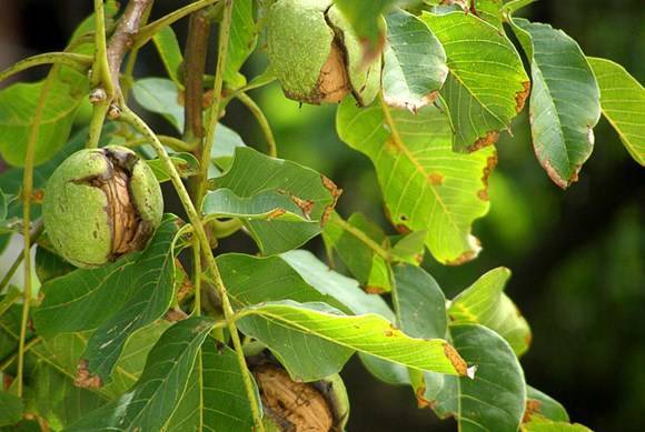 Борьба с вредителями грецкого ореха и лечение растения от болезней. как определить источник поражения?