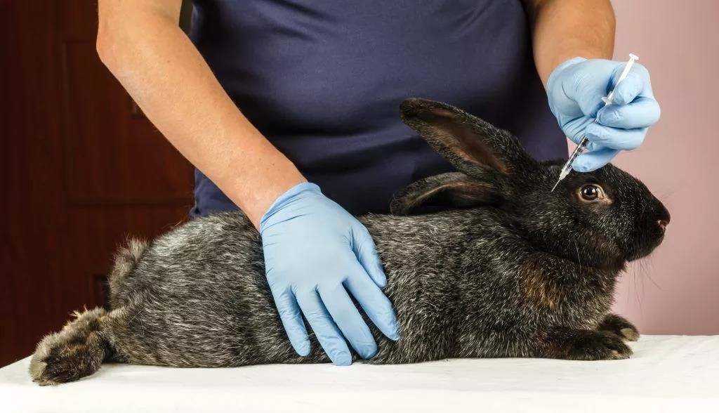 Вакцинация кроликов в домашних условиях: какие прививки нужны?