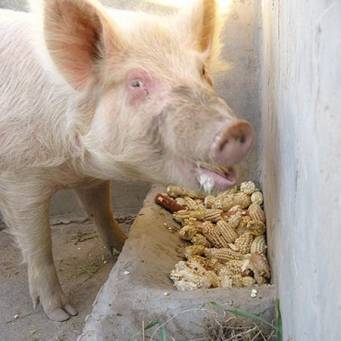 Как кормить свиней в период супоросности?