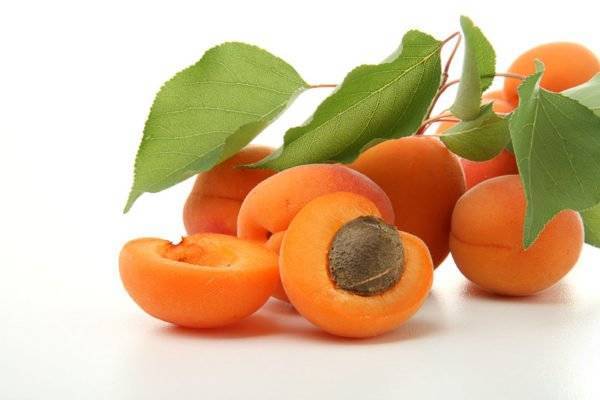 Как посадить абрикос весной: особенности и пошаговые рекомендации