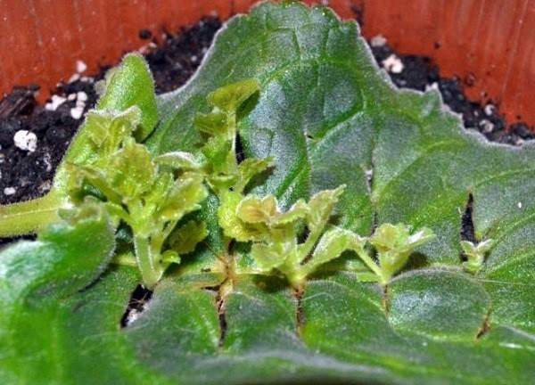 Два легких способа получить новые растения глоксинии — размножение листом