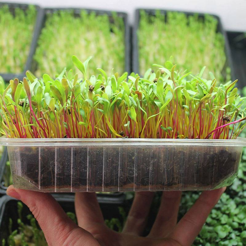 Как вырастить микрозелень в домашних условиях?