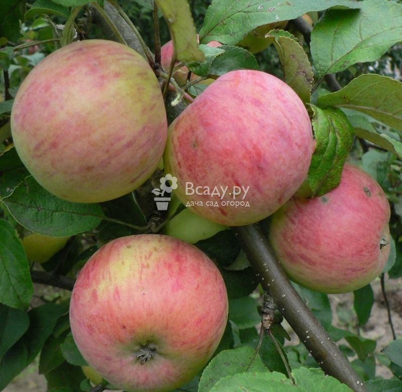 Виды и сорта яблонь