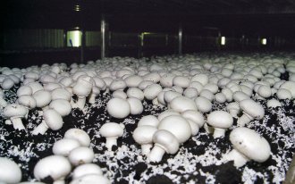 Как выращивать шампиньоны своими руками с нуля, как растут грибы в домашних условиях