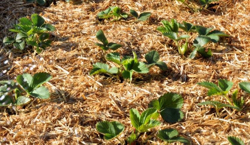 5 хитростей, которые помогут увеличить урожай клубники в 2-3 раза