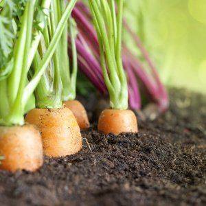 Тонкости выращивания моркови от посева до уборки урожая