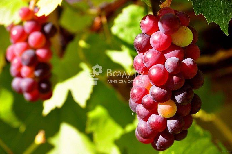 Летний уход за виноградом: как получить хороший урожай