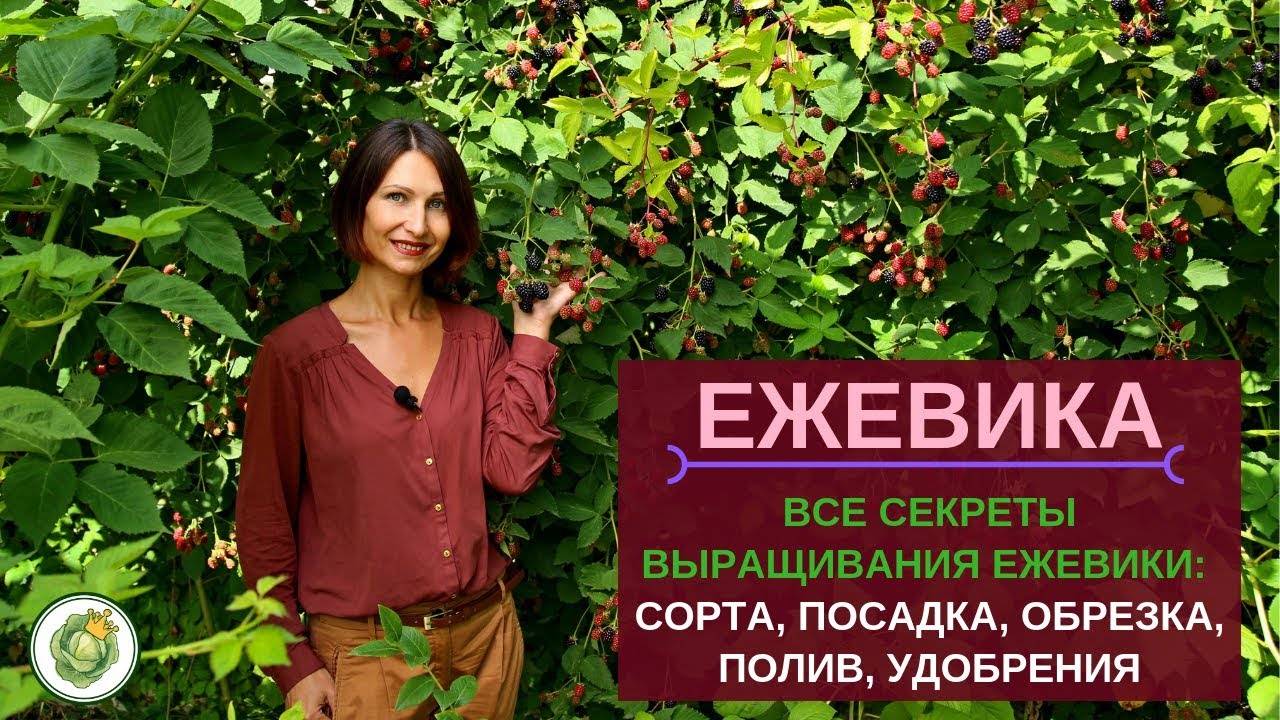 Ежевика торнфри: сорт крупной бесшипной ягоды, которую можно выращивать во многих регионах россии